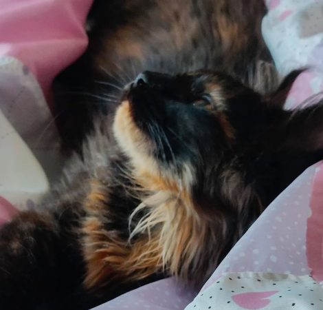 LA CHATTERIE DU FURBALL KINGDOM - Image 2