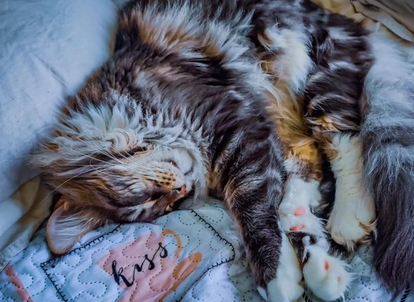 LA CHATTERIE DU FURBALL KINGDOM - Image 1