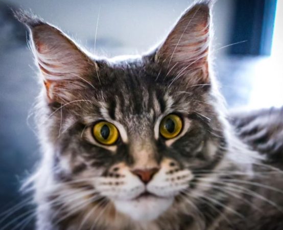 LA CHATTERIE DU FURBALL KINGDOM - Image 3