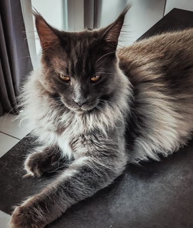 LA CHATTERIE DU FURBALL KINGDOM - Image 4