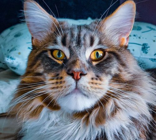 LA CHATTERIE DU FURBALL KINGDOM - Image 5