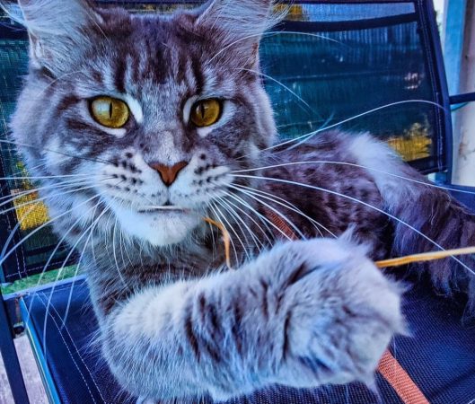 LA CHATTERIE DU FURBALL KINGDOM - Image 6