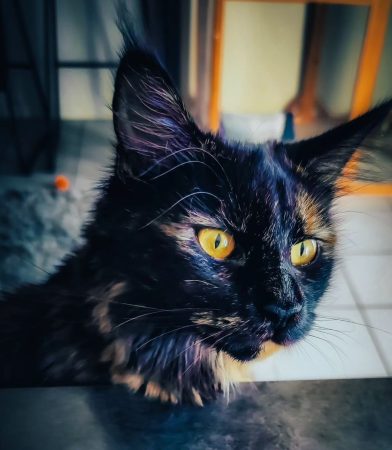 LA CHATTERIE DU FURBALL KINGDOM - Image 8