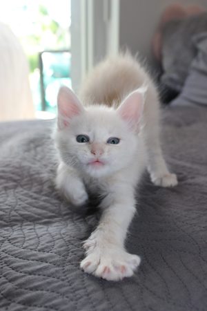 PLUME’S LITTLEPAWS - Image 82