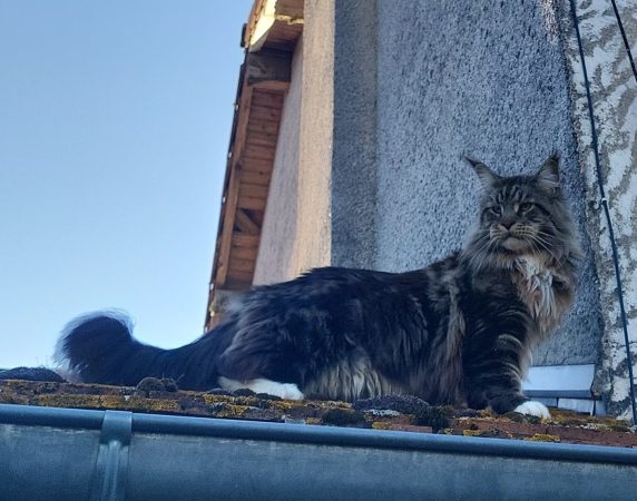 LES COONS DU ROI MISSOU - Image 4