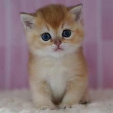 NEKOBAA
