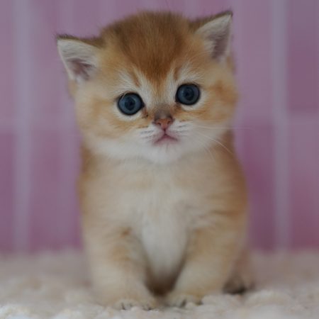 NEKOBAA - Image 2