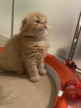 CHATTERIE DE SKOTTY CAT
