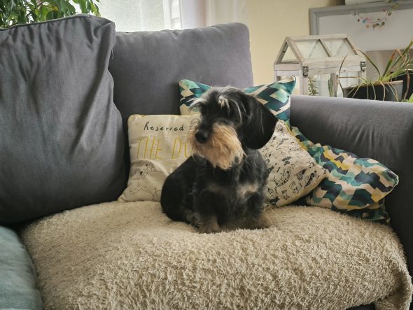 PECHON ISABELLE - Image 1