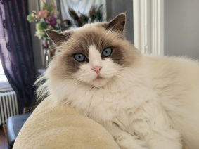 CHATTERIE DES DOUCES TERRES