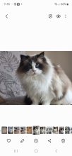 CHATTERIE DES DOUCES TERRES