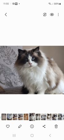 CHATTERIE DES DOUCES TERRES - Image 2
