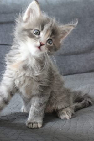 PLUME’S LITTLEPAWS - Image 60