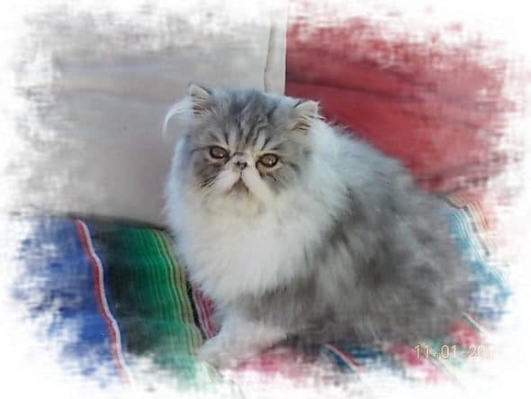 MME MONTLIBERT LUCIE - Image 2
