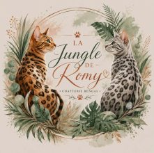 La Jungle de Romy