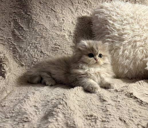 DU SPECTRE BLOFELD - Image 10