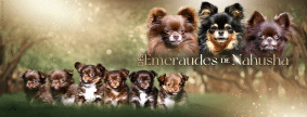 LES EMERAUDES DE NAHUSHA