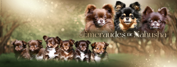 LES EMERAUDES DE NAHUSHA - Image 1