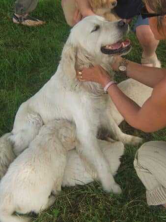 OF DARLING DOG - Image 31