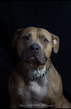 BREIZH BULLY KENNEL - Image 11