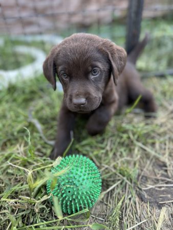 Du Royaume du Labrador et sa chocolaterie - Image 14