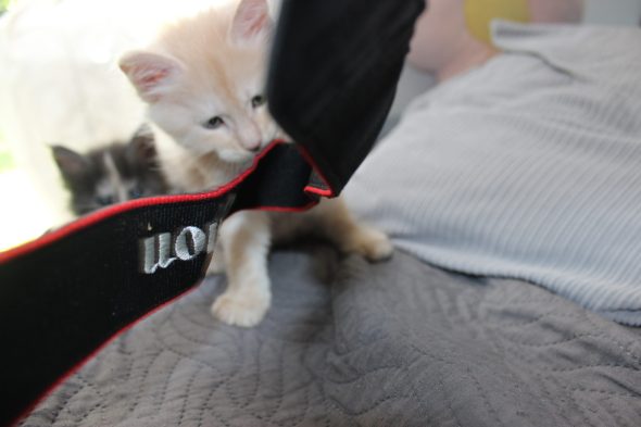 PLUME’S LITTLEPAWS - Image 52