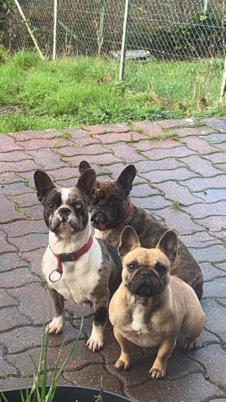 LES PETITS DE L OLYMPE - Image 8