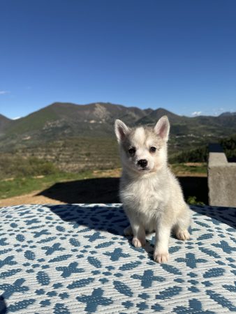 ELEVAGE DE SIBERANIA - Image 13