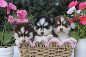 Shubenca Pomsky