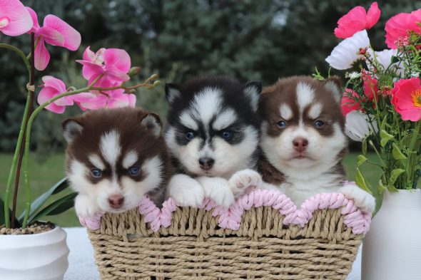 Shubenca Pomsky - Image 4