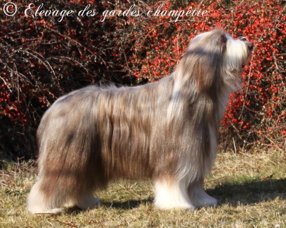 des gardes champetre - Image 6
