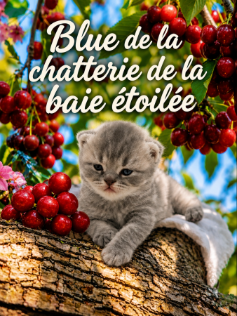 CHATTERIE DE LA BAIE ETOILEE - Image 9