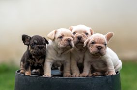 LKM KENNEL