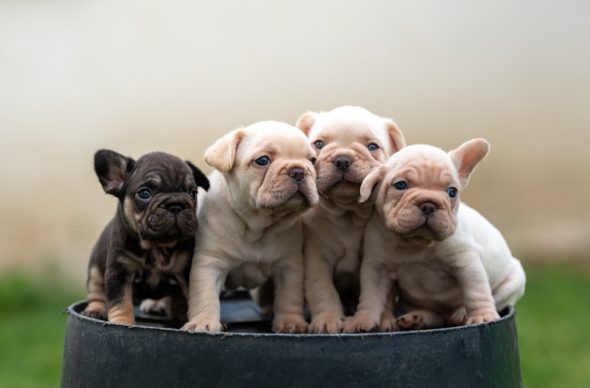 LKM KENNEL - Image 1