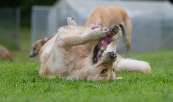 DES PLAINES DES BRUYERES – Whippet et Golden Retriever - Image 12