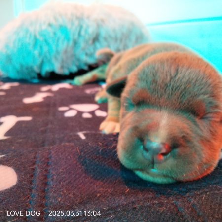 Love is a DOG - Image 20