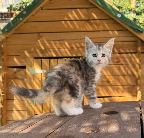 CHATTERIE DE KOOL AND COON S - Image 11