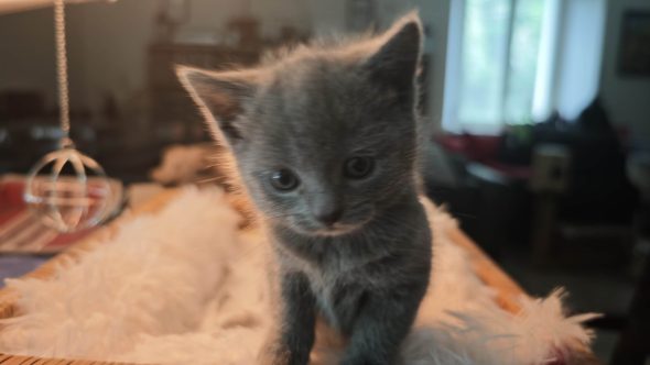 CHATTERIE D�OTSANZ - Image 8
