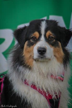 OPAL AUSSIE - Image 31