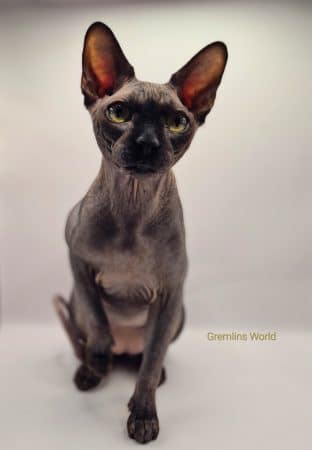 LA CHATTERIE GREMLINS WORLD - Image 5