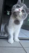 CHATTERIE DOUCE DU COTON BLANC