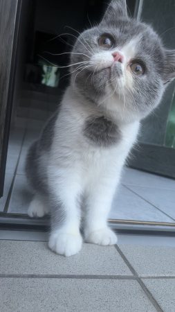CHATTERIE DOUCE DU COTON BLANC - Image 5