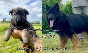 DOMAINE SIMONIS