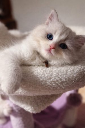 LITTLE LOVING PAWS - Image 2