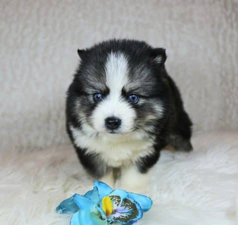 ELITE CANIN - Image 6
