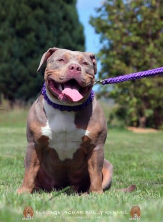 JAGUAR BULLY KENNEL - Image 25