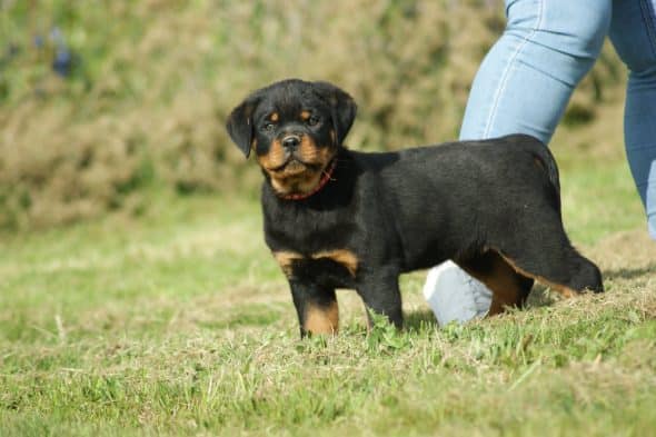 Engel Schwarz - Image 1