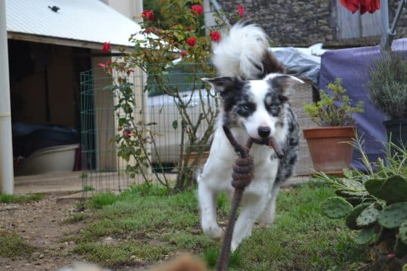 KANOU ET L AURA DU BORDER COLLIE - Image 9