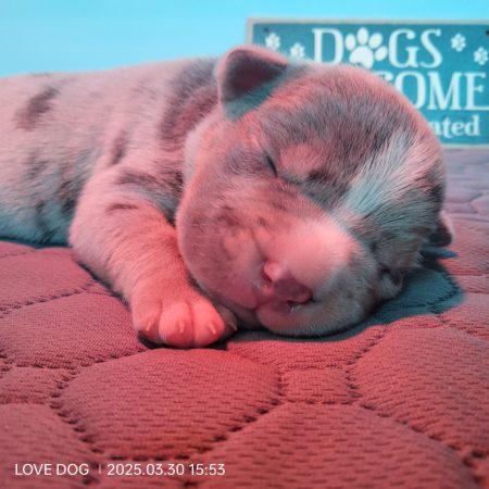Love is a DOG - Image 17