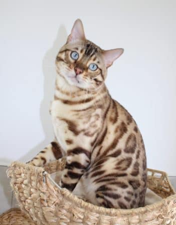 felix-felicis - Image 10